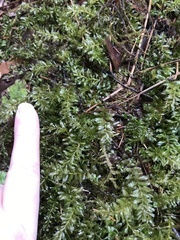 Plagiomnium undulatum