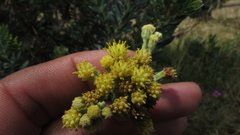 Monticalia ledifolia