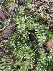 Plagiomnium undulatum