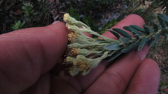 Monticalia ledifolia