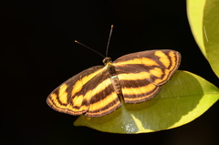 Lasippa tiga siaka