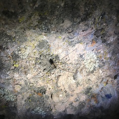 Leuronychus pacificus