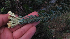 Monticalia ledifolia