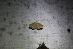 Parilexia cermala