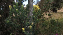 Monticalia ledifolia