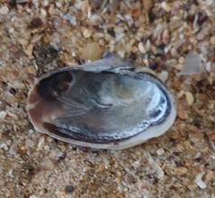 Irus crenatus