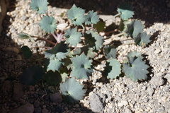 Pozoa coriacea