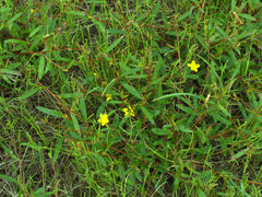 Hibbertia salicifolia