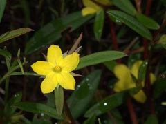 Hibbertia salicifolia