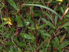 Hibbertia salicifolia