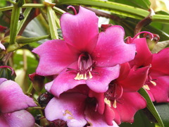 Meriania nobilis