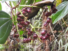 Meriania nobilis