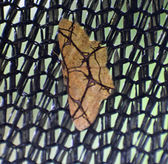 Cyclophora hieroglyphica
