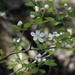 Mayhaw - Photo (c) steff_leigh, some rights reserved (CC BY-NC)