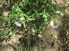 Scaevola hookeri