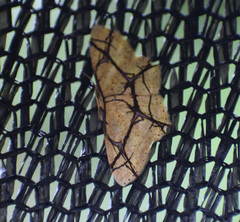 Cyclophora hieroglyphica