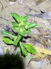 Alternanthera nana