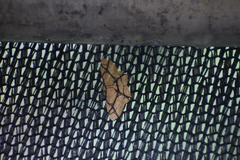 Cyclophora hieroglyphica