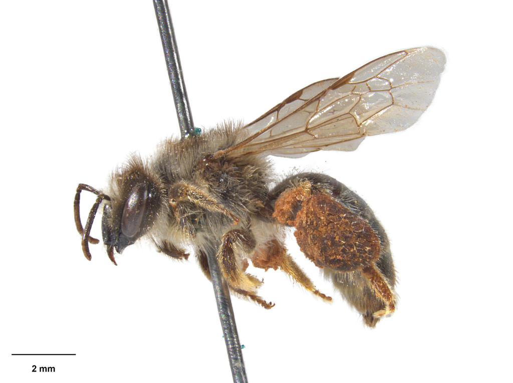 Leioproctus metallicus