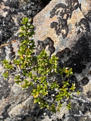 Coprosma fowerakeri