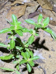 Alternanthera nana