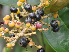 Miconia fallax