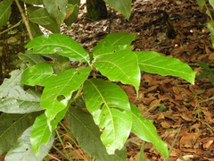 Quercus humboldtii