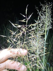 Capillipedium spicigerum