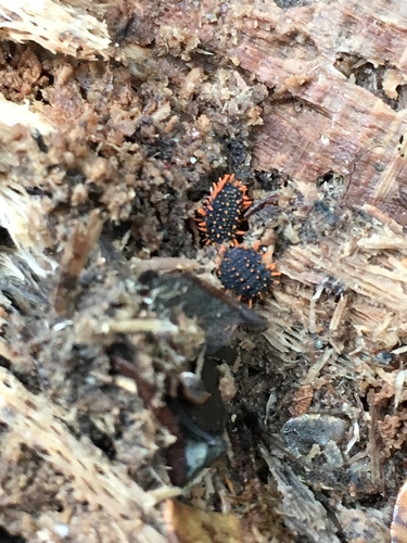 Holacanthella paucispinosa