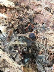 Holacanthella paucispinosa