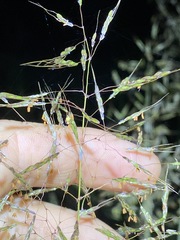 Capillipedium spicigerum