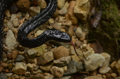 Chironius grandisquamis