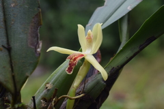 Maxillaria rufescens
