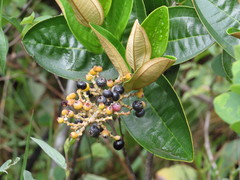 Miconia fallax