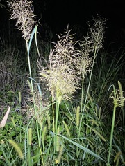 Capillipedium spicigerum