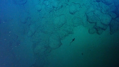 Coryphaenoides acrolepis