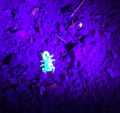 Paruroctonus variabilis