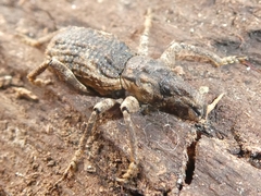 Anagotus