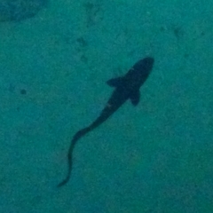 Coryphaenoides acrolepis