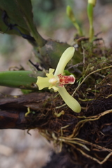 Maxillaria rufescens