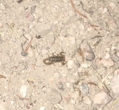 Paruroctonus variabilis