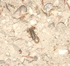 Paruroctonus variabilis