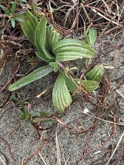 Plantago subnuda