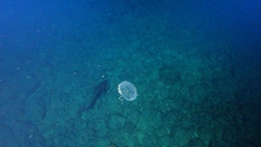 Coryphaenoides acrolepis