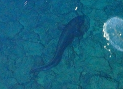 Coryphaenoides acrolepis