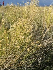 Baccharis spartioides