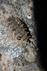 Mopalia porifera