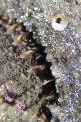 Mopalia porifera