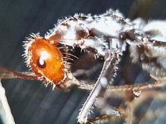 Myrmecocystus placodops