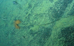 Coryphaenoides acrolepis